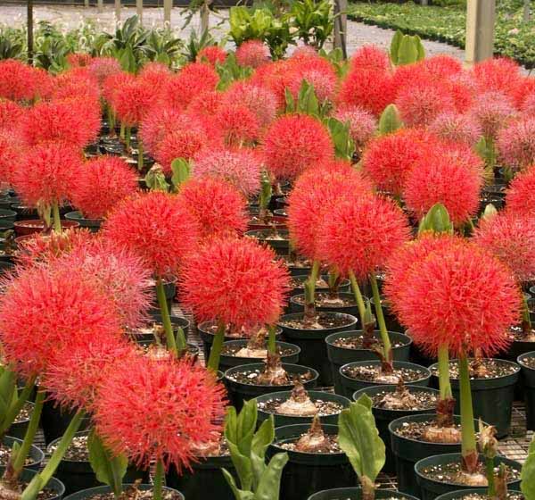 Maladies hémantiques