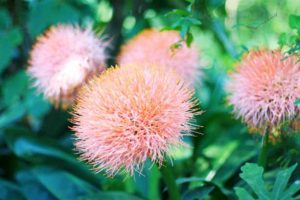 Soins Hemantus à domicile