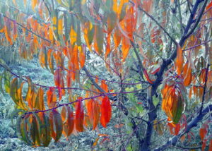 Soin des pêches d'automne et préparation hivernale