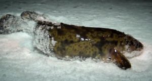 Où et quand attraper la lotte en hiver en frappant