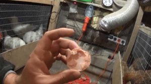 Les poulets picorent les œufs - raisons