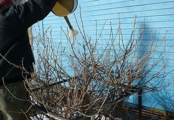 Verser de l'eau bouillante sur les raisins de Corinthe des parasites au printemps