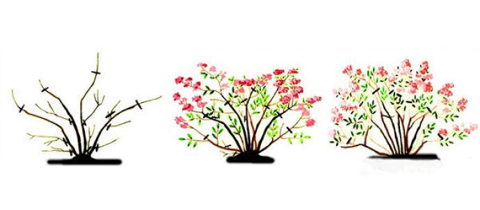 Schéma de taille de la spirée en automne