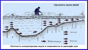 Où chercher une perche en hiver