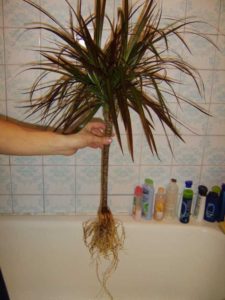 Greffe de Dracaena