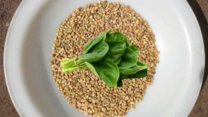 Préparation des graines d'épinards pour la plantation en extérieur