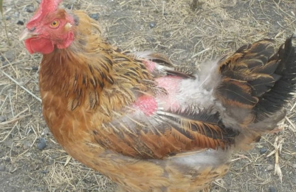 Mangeur de duvet chez les poulets