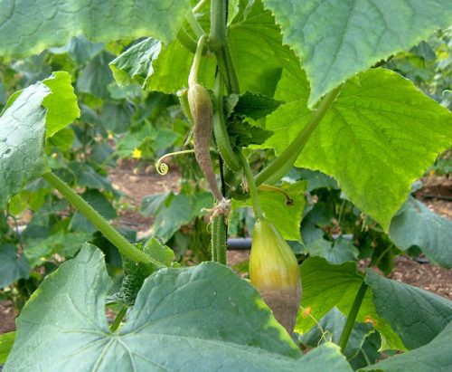 Moisissure grise des concombres