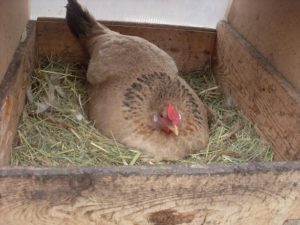 Combien d'œufs pond un poulet