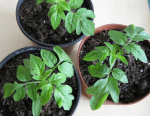 Cultiver des plants de tomates sans cueillette