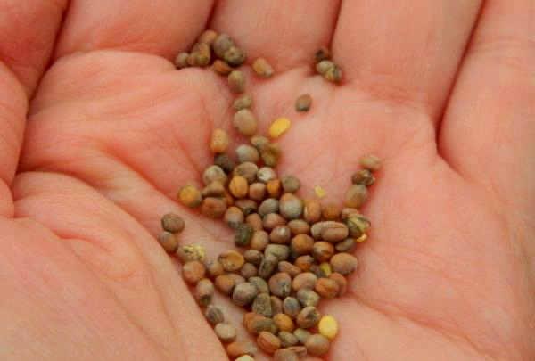 Préparation des graines de radis pour la plantation