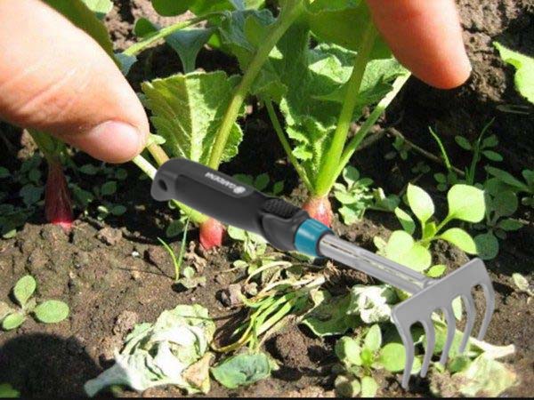 Désherber et décoller les radis