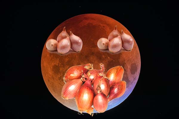 Dates de plantation des oignons selon le calendrier lunaire