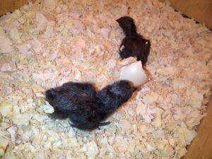 Poussins Ayam Tsemani