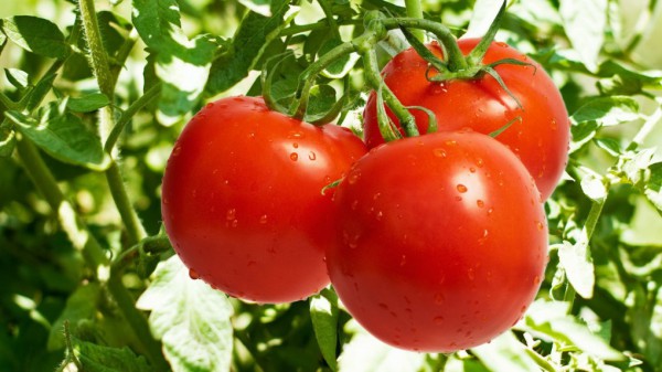 Engrais pour tomates en serre