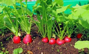 Faire pousser du radis